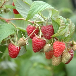 Rubus idaeus Autumn First