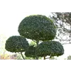 bellaflora Gartencenter GmbH bellaflora Gartencenter GmbH