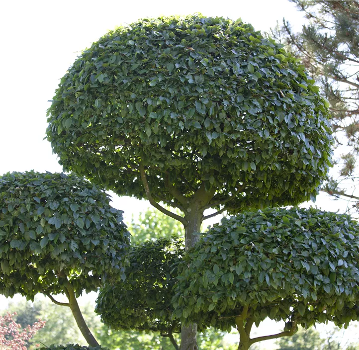 Lebensbaum Hainbuche Lebensbaum Hainbuche