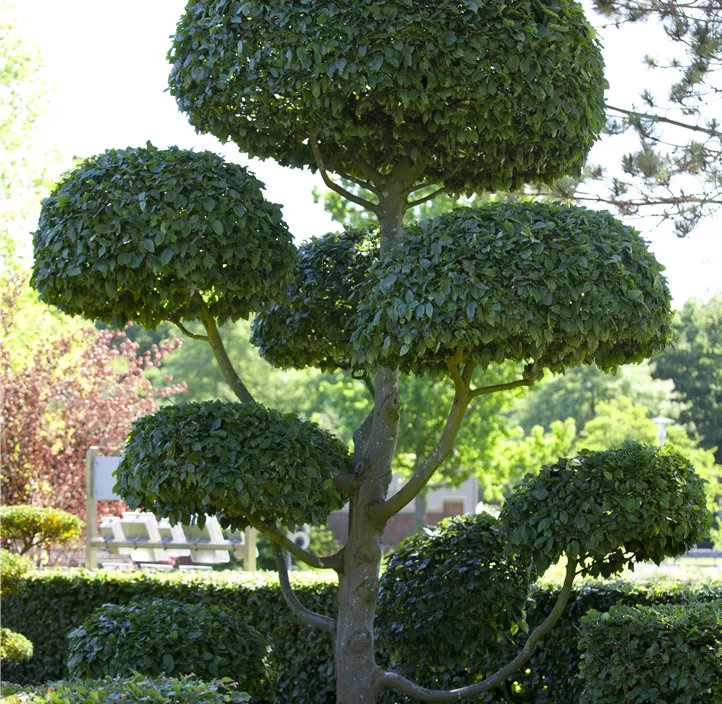 Lebensbaum Hainbuche Lebensbaum Hainbuche
