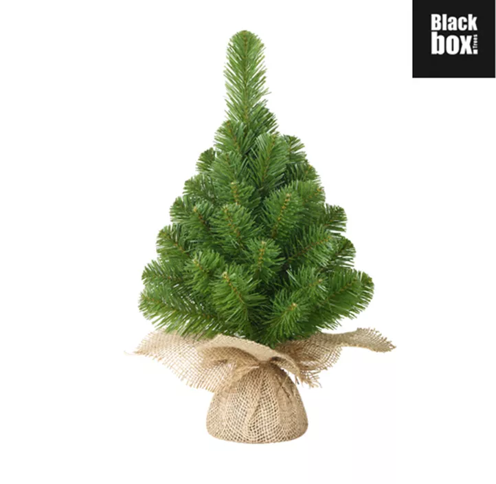 Weihnachtsbaum Norton