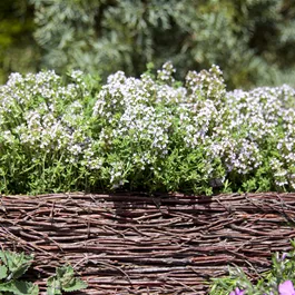 Thymus vulgaris Compactus