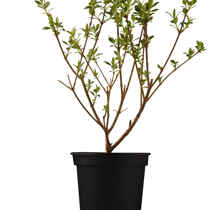 Forsythie 'Lynwood Gold'