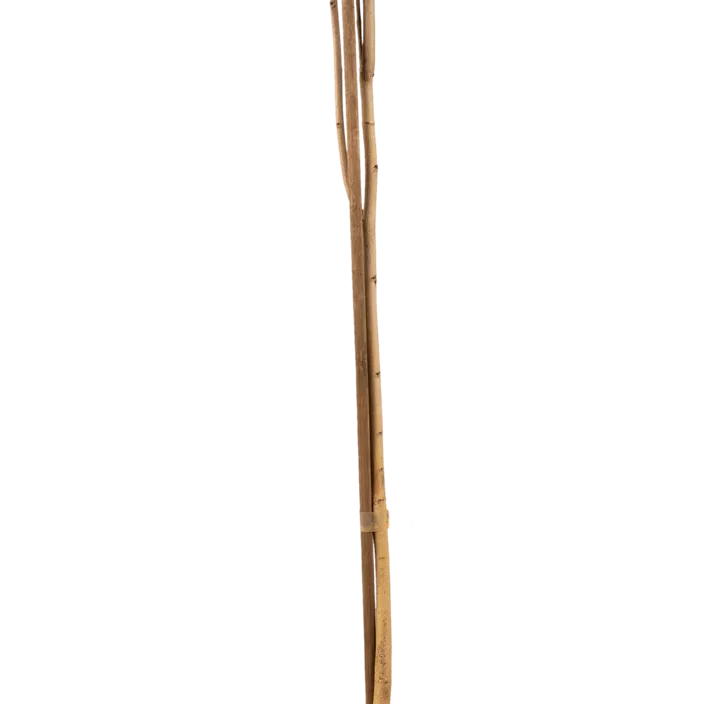 Indianerbanane Indianerbanane