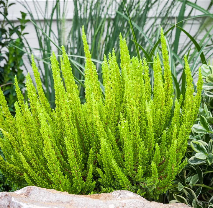 Knospenblüherheide Beauty Ladies Knospenblüherheide Beauty Ladies