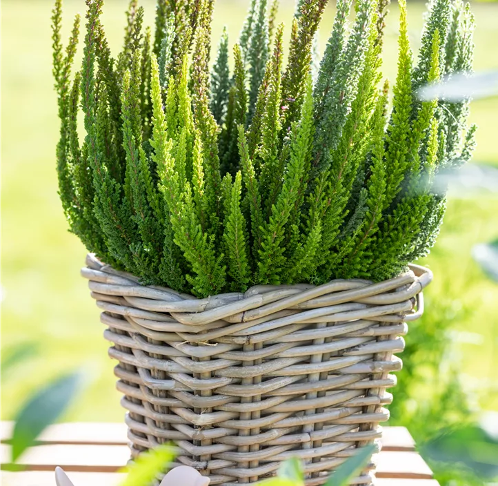 Knospenblüherheide Beauty Ladies Knospenblüherheide Beauty Ladies