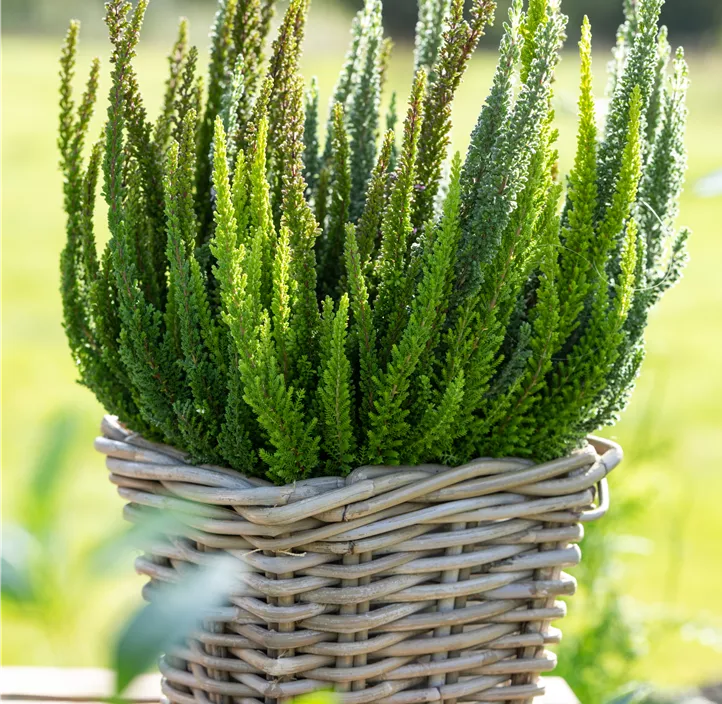 Knospenblüherheide Beauty Ladies Knospenblüherheide Beauty Ladies