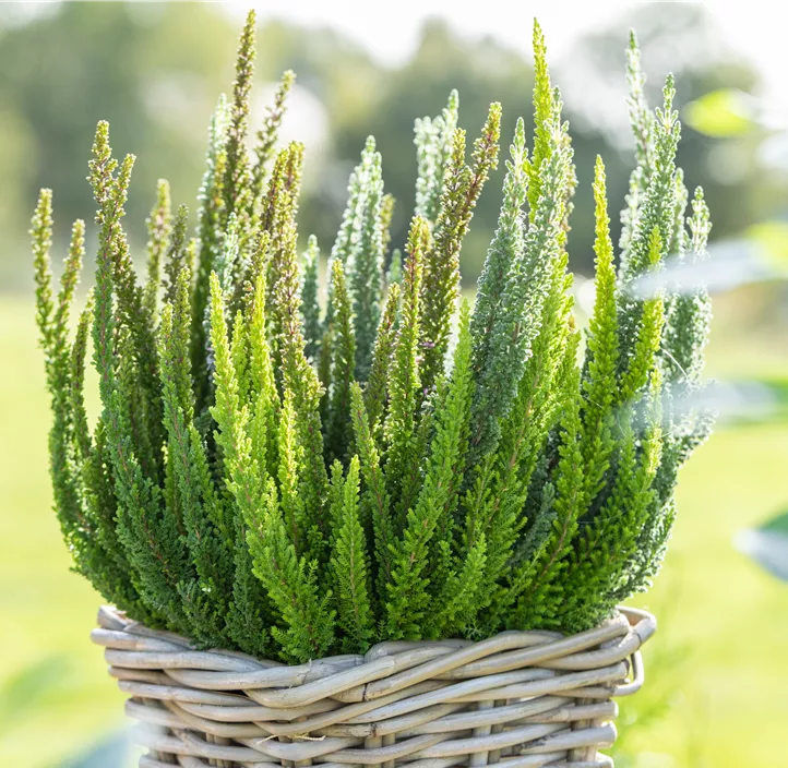 Knospenblüherheide Beauty Ladies Knospenblüherheide Beauty Ladies