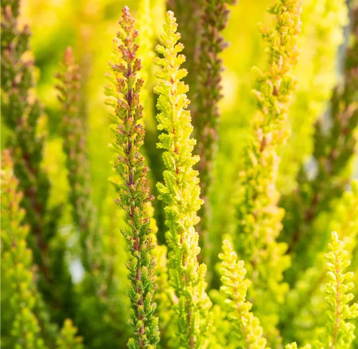 Knospenblüherheide Beauty Ladies Knospenblüherheide Beauty Ladies