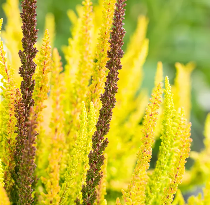 Knospenblüherheide Beauty Ladies Knospenblüherheide Beauty Ladies