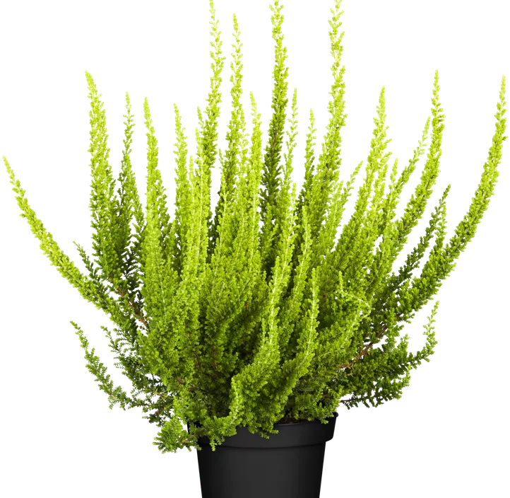 Knospenblüherheide Beauty Ladies