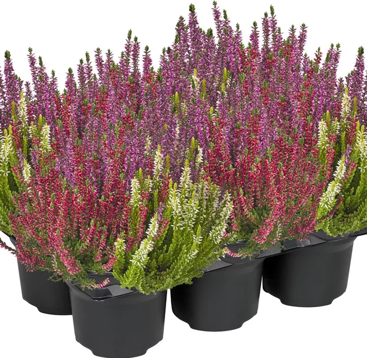 Knospenblüherheide Beauty Ladies Knospenblüherheide Beauty Ladies