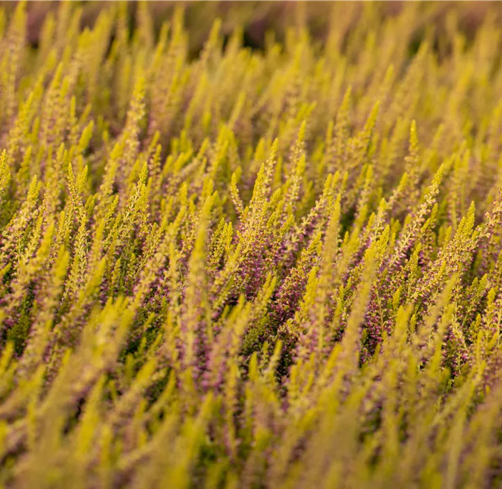 Knospenheide 'Golden Berry'