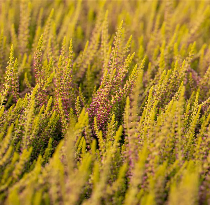 Knospenheide 'Golden Berry'