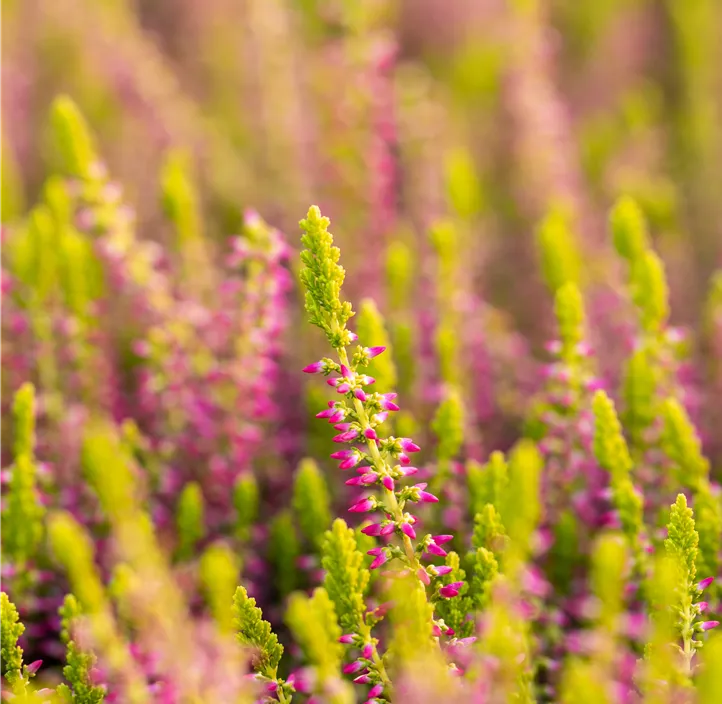 Knospenheide 'Golden Berry'