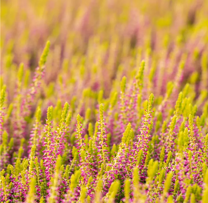 Knospenheide 'Golden Berry'
