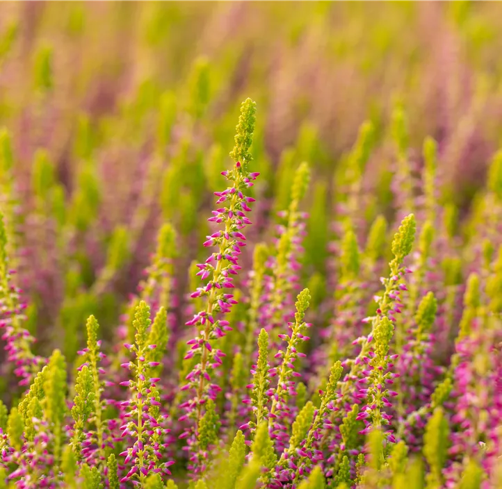 Knospenheide 'Golden Berry'