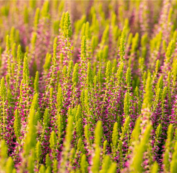 Knospenheide 'Golden Berry'