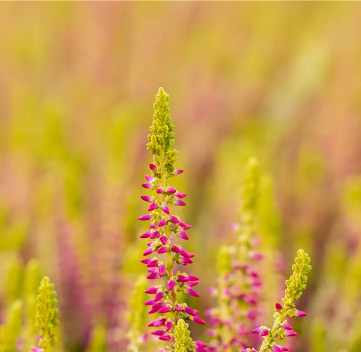 Knospenheide 'Golden Berry'
