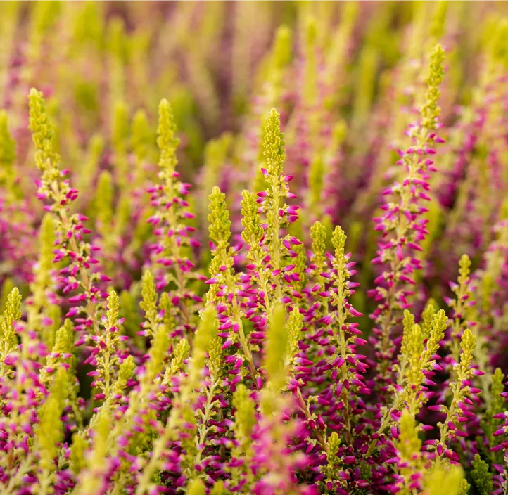 Knospenheide 'Golden Berry'