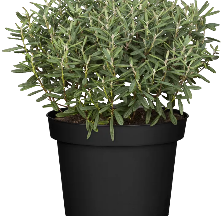 Strauchveronika 'Green Globe' Strauchveronika 'Green Globe'