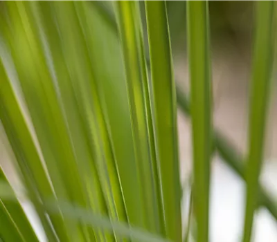 Butia capitata Busch