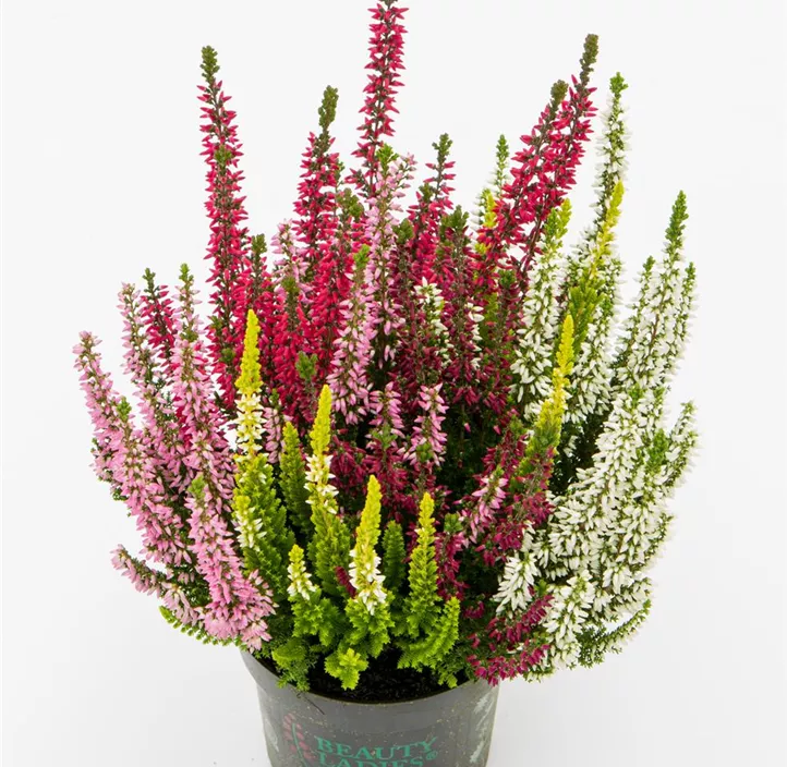 Knospenblüherheide Beauty Ladies® 'High Five' Knospenblüherheide Beauty Ladies® 'High Five'