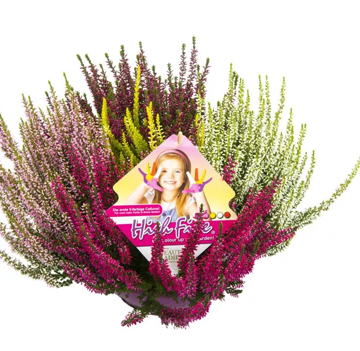 Knospenheide Beauty Ladies® 'High Five' Schale Knospenheide Beauty Ladies® 'High Five' Schale