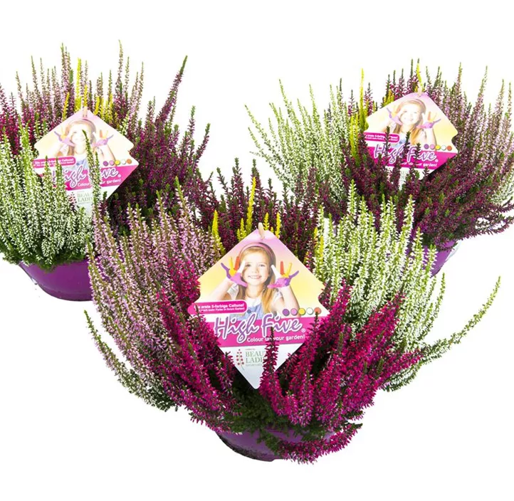 Knospenblüherheide Beauty Ladies®  Knospenblüherheide Beauty Ladies®