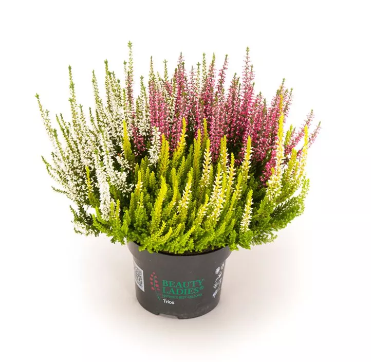 Knospenheide Beauty Ladies® 'Trio' Knospenheide Beauty Ladies® 'Trio'