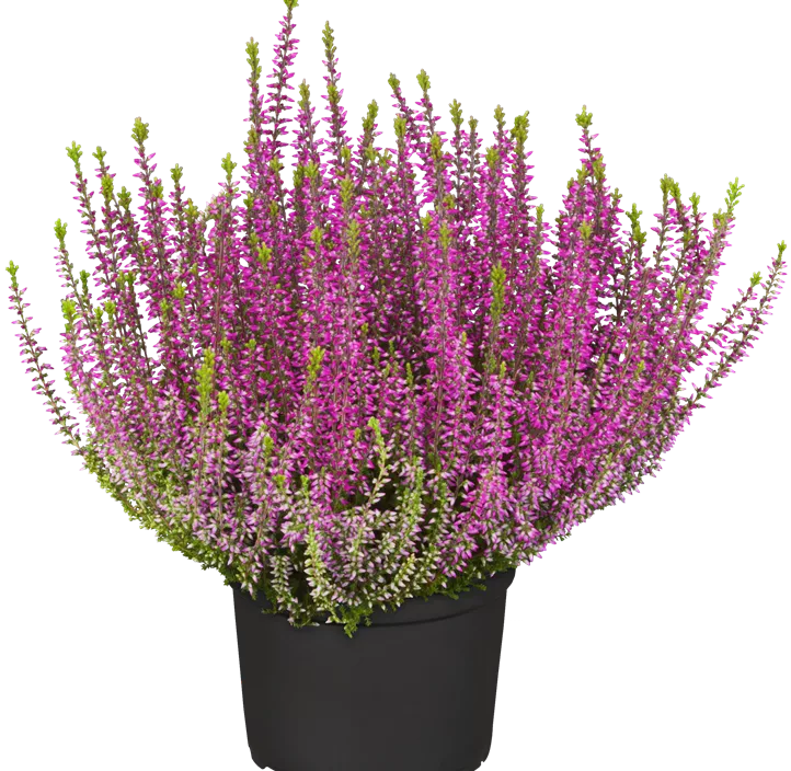 Winterharte Knospenheide Gardengirls®  Winterharte Knospenheide Gardengirls®