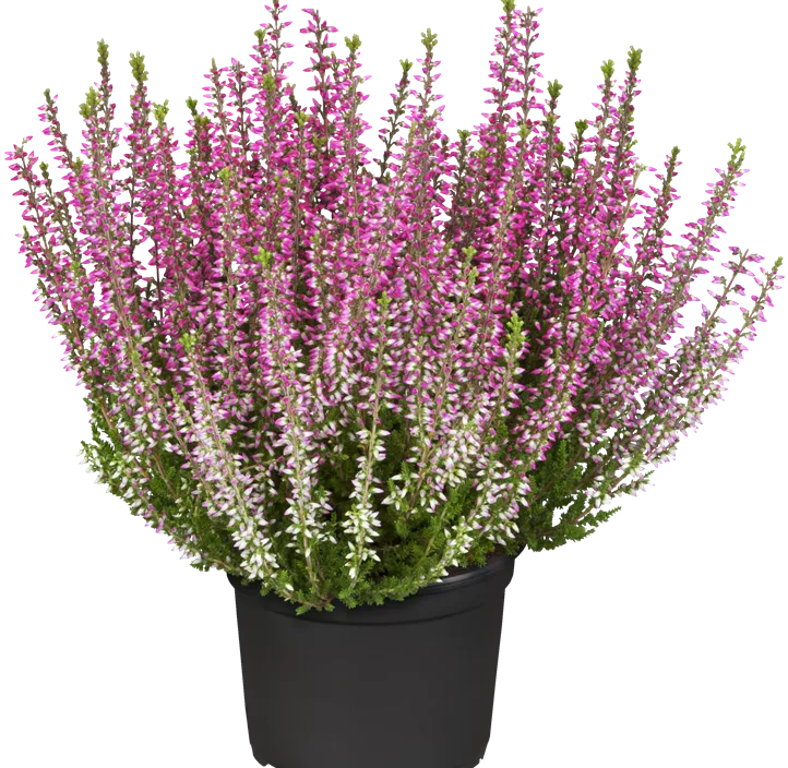 Winterharte Knospenheide Gardengirls®  Winterharte Knospenheide Gardengirls®