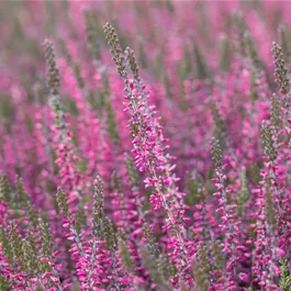 Calluna vulgaris Garden Girls