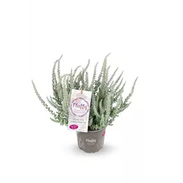 Calluna vulgaris Garden Girls Fluffy