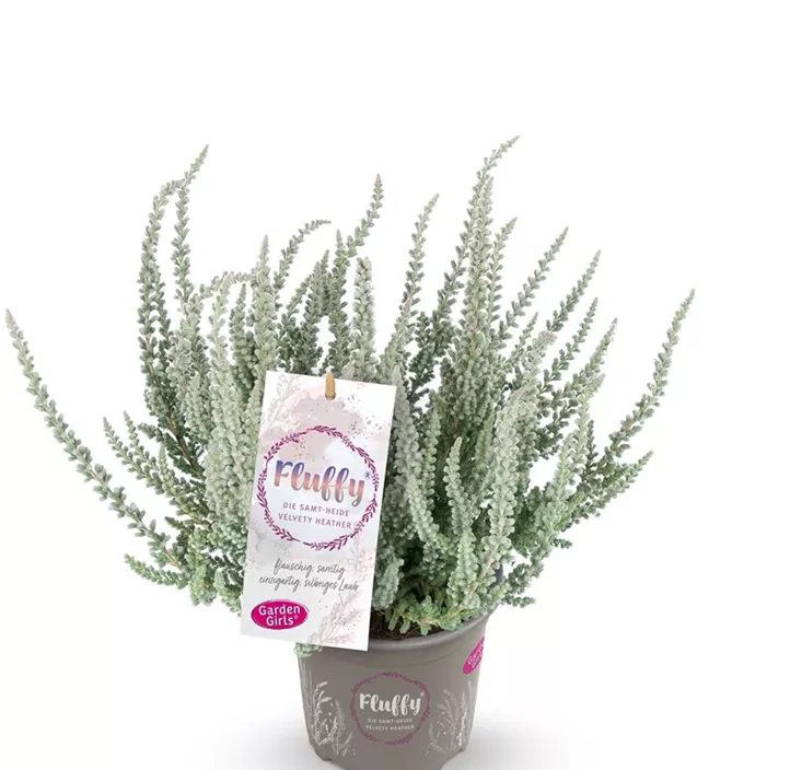 Winterharte Knospenheide Gardengirls® 'Fluffy' Winterharte Knospenheide Gardengirls® 'Fluffy'