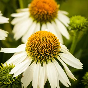 Echinacea purpurea White Swan