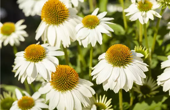Echinacea purpurea 'PowWow® White' Echinacea purpurea 'PowWow® White'