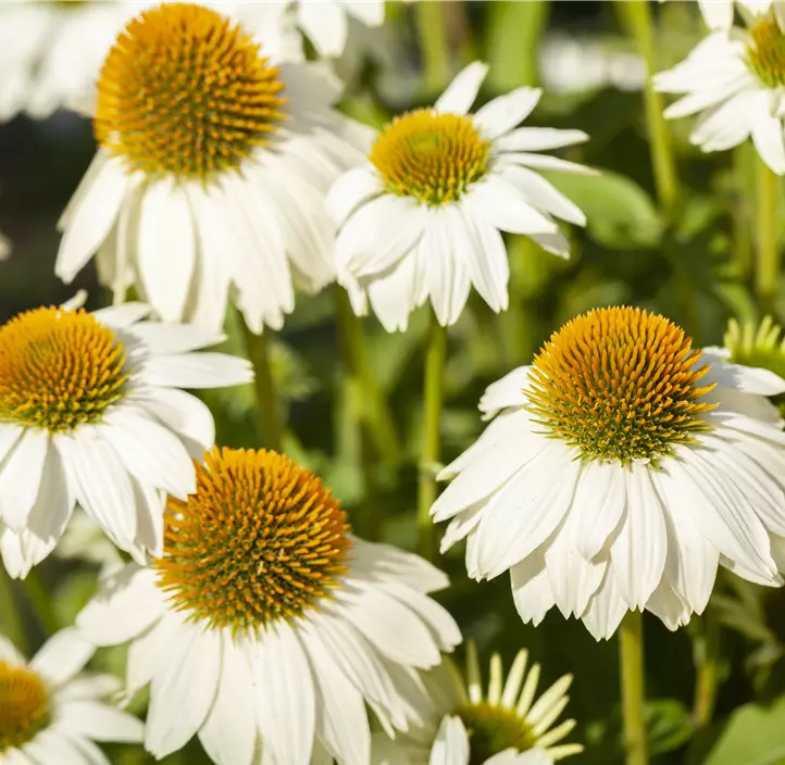 Garten-Scheinsonnenhut 'PowWow® White'