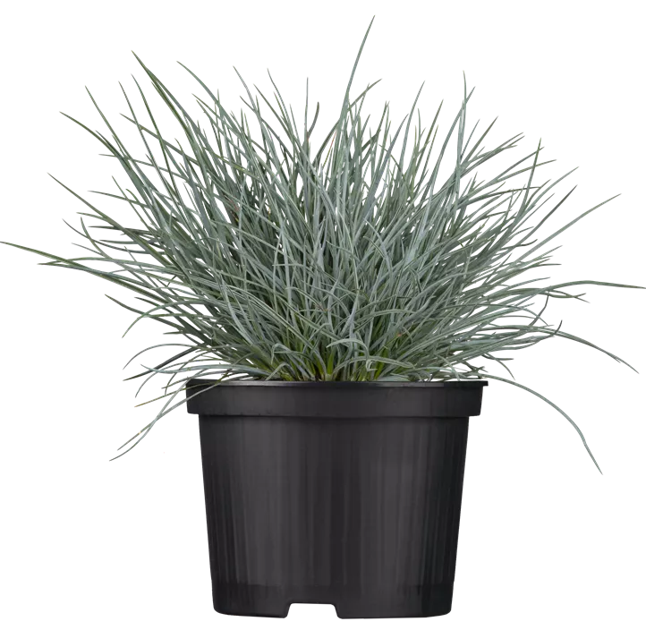 Blau-Schwingel 'Zwergenkönig' Blau-Schwingel 'Zwergenkönig'