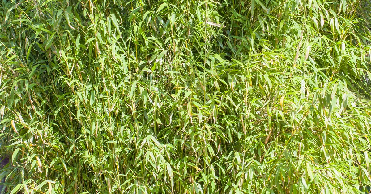 hedera helix licht Hedera Helix Zimmerefeu, Ampel – vielgrün