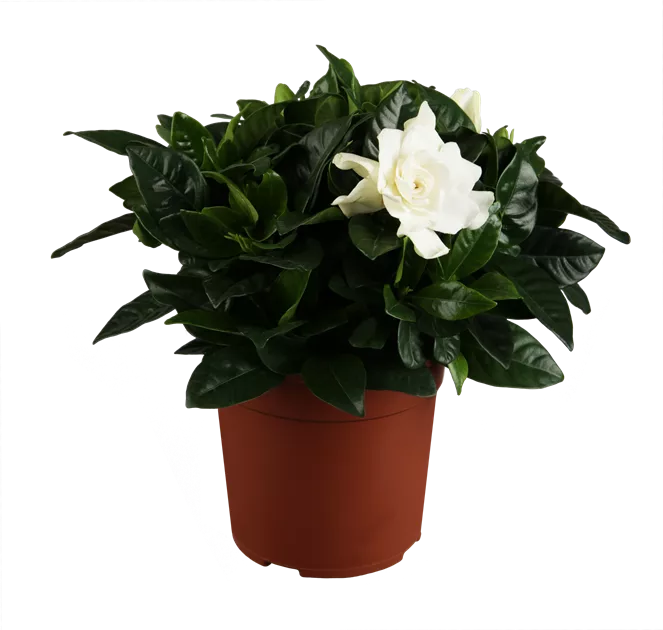 hibiskus variegata standort Indoor Plant Care Substrates Fertilizers Accessories – plantandstories