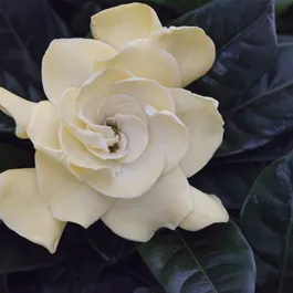 Gardenia jasminoides Celestial Star