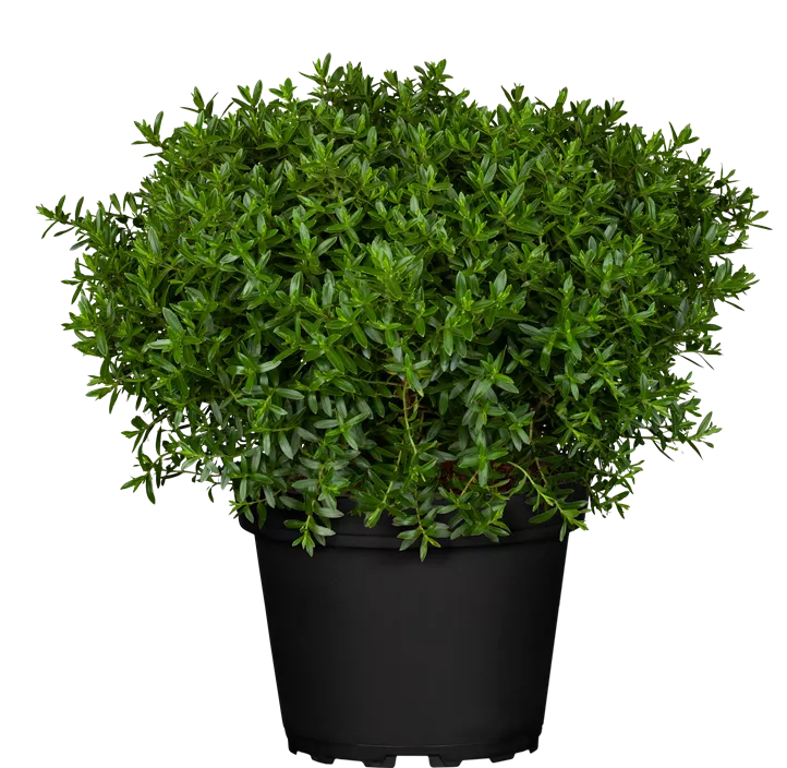 Strauchveronika 'Addenda' Strauchveronika 'Addenda'