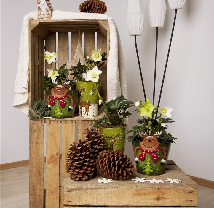 Helleborus Gold Collection Helleborus Gold Collection