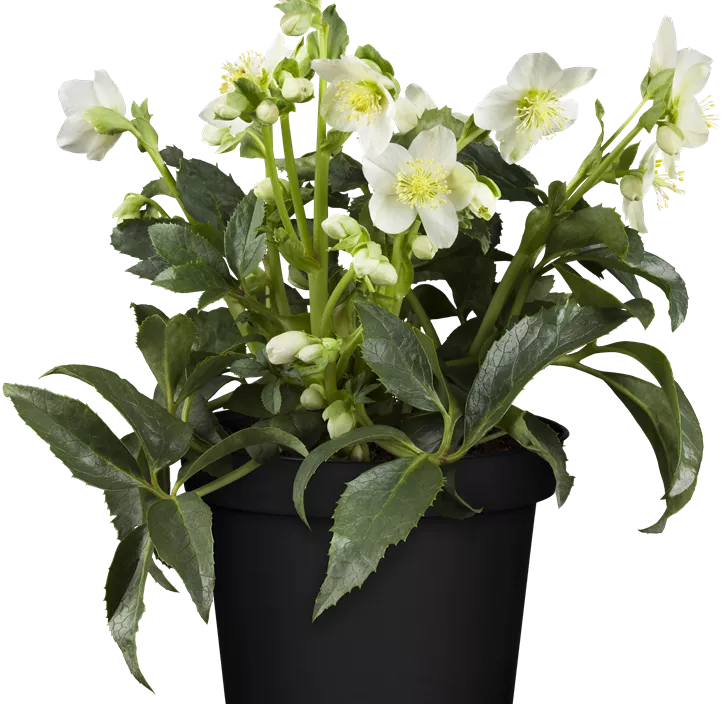 Helleborus Gold Collection Helleborus Gold Collection