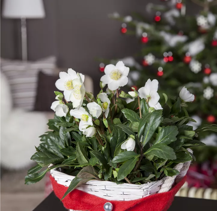 Helleborus Gold Collection Helleborus Gold Collection