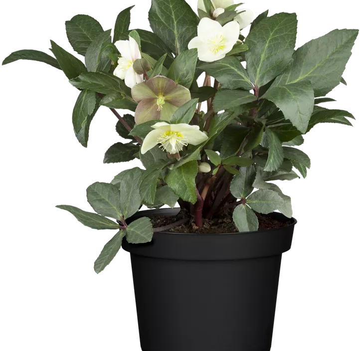 Helleborus Gold Collection Helleborus Gold Collection