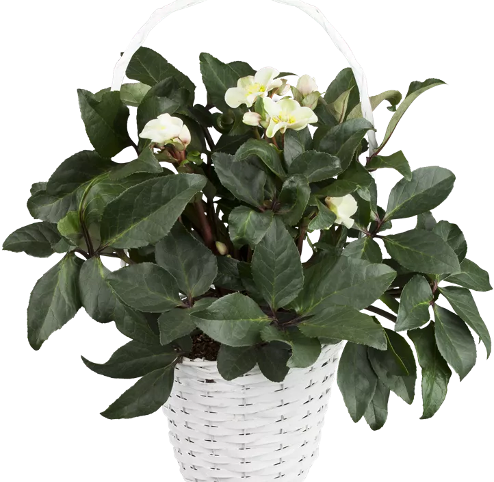 Helleborus Gold Collection Helleborus Gold Collection