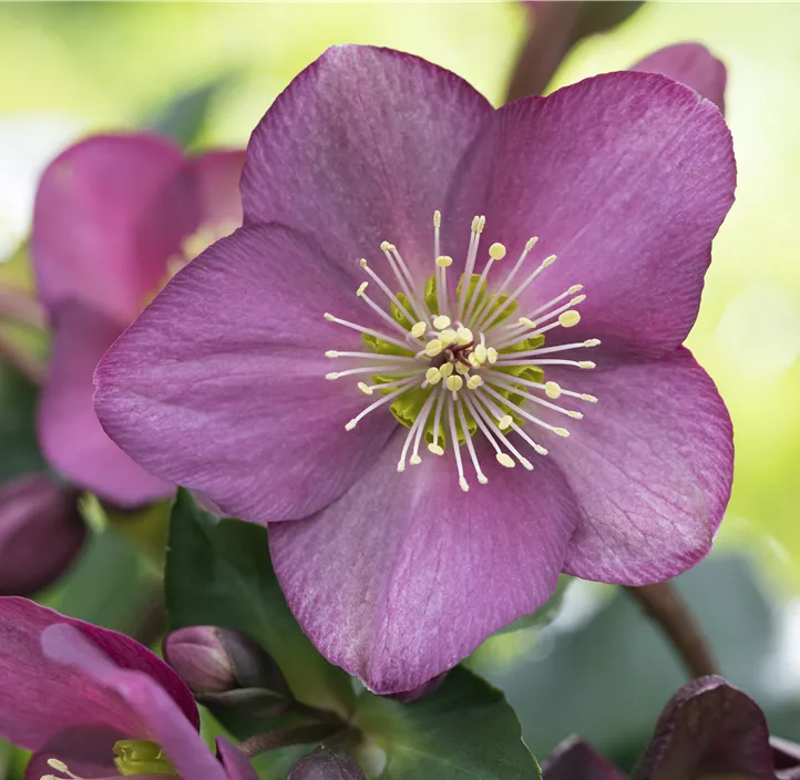 Christrose