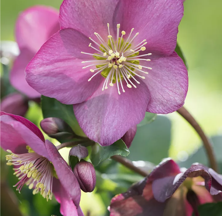 Christrose